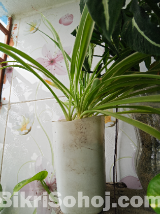 Indoor plants